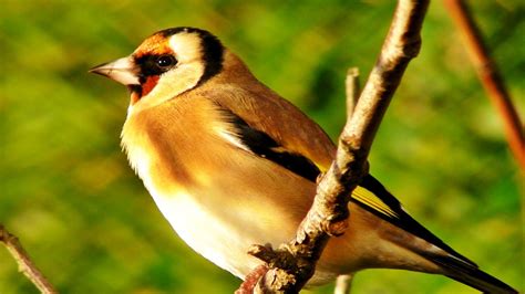 Goldfinch Bird Song and Sounds - Birds Singing - One Hour of Beautiful G... (With images ...