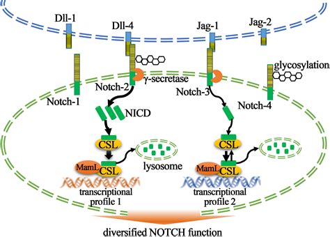 Frontiers | Biological Significance of NOTCH Signaling Strength