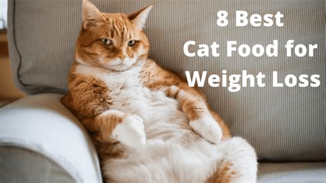 8 Best Cat Food for Weight Loss | Too Cute To Bear