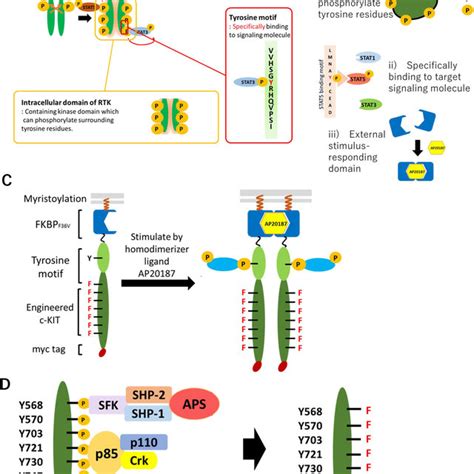 Schematic illustration of designer receptors. A Ligand binding to the ...