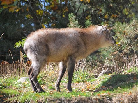 The Online Zoo - Japanese Serow