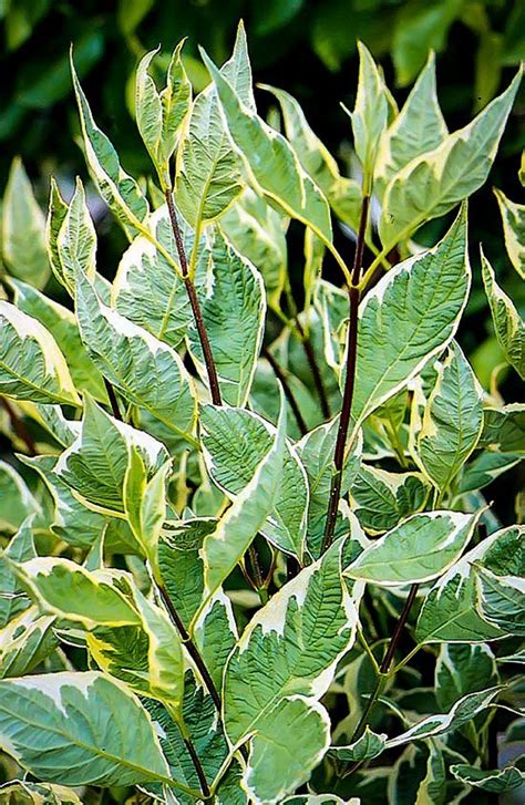 Variegated Red Twig Dogwood | The Tree Center™