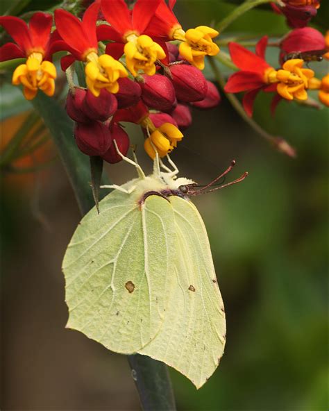 Brimstone butterfly | The Common Brimstone or simply Brimsto… | Flickr