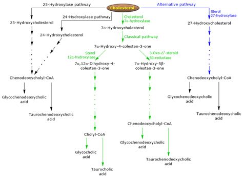 Bile salts: definition, function, synthesis from cholesterol