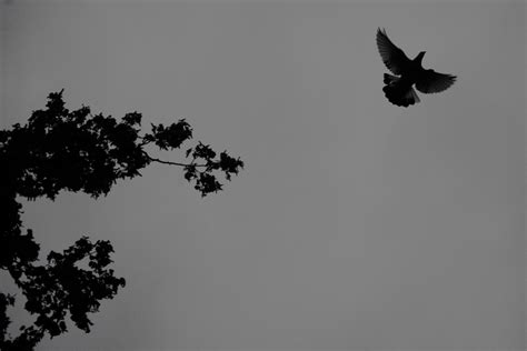 Free Images : tree, branch, winter, black and white, sky, shadow, twig, pigeon, background ...