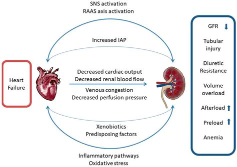 Biomolecules | Free Full-Text | Renal Assessment in Acute Cardiorenal ...