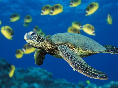 QQ Wallpapers: Hawaiian Green Sea Turtle