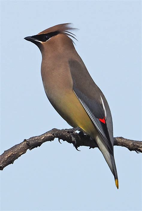 Cedar waxwing - Wikipedia