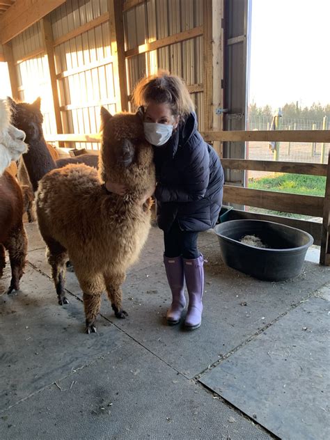 What to Know About Alpaca Shearing