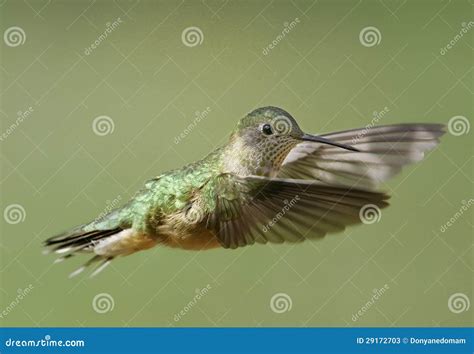 Broad-tailed Hummingbird Female Stock Image - Image of flying, broadtailed: 29172703