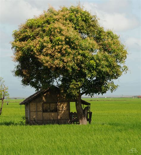 Mango Tree and Nipa Hut in the Philippines