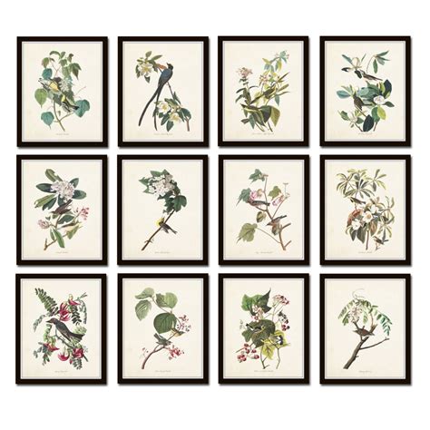 Audubon Birds Print Set No. 25 Botanical Prints - Etsy