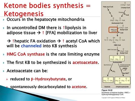 PPT - Diabetic Ketoacidosis (DKA) PowerPoint Presentation - ID:2206146