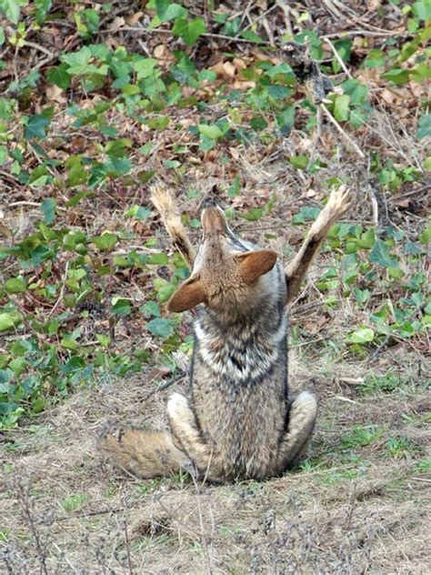 Wildlife photographer catches bald eagle swiping rabbit from baby fox ...