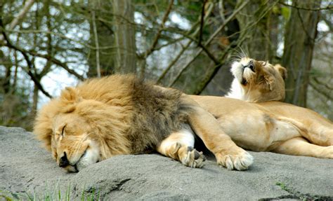 A Lion Couple by MogieG123 on DeviantArt