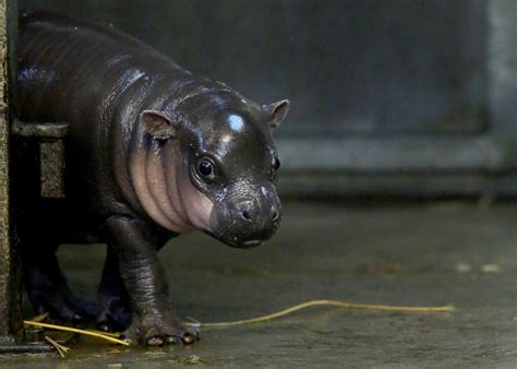 Tiny, rare hippo born in England - CBS News