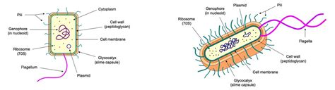 2.2 Prokaryotic Cells | BioNinja