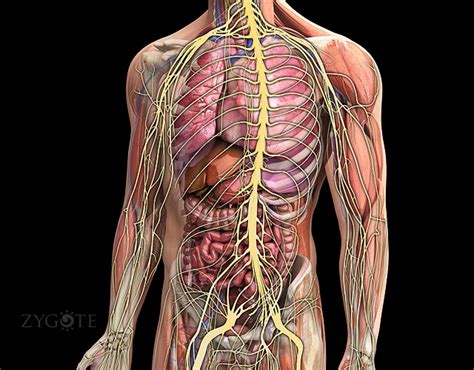 Zygote::3D Male Nervous System | Model | Human