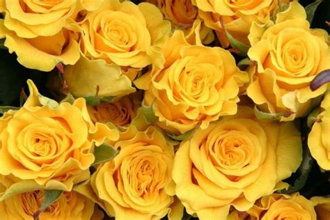 Yellow Rose Meaning in the Language of Flowers - Petal Republic