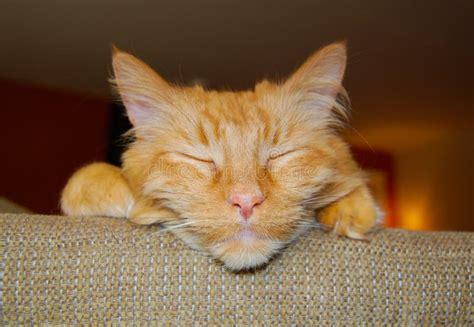 Orange Tabby Cat Sleeping stock photo. Image of paws - 96890402