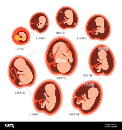 Stages Of Pregnancy Month By Month