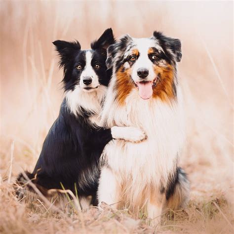 Beautiful Dog Portraits Capture Their Adventures in the Great Outdoors