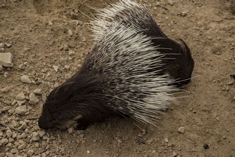 Crested Porcupine Free Stock Photo - Public Domain Pictures