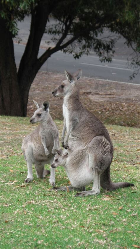 H&C Oz Trip: the grampians national park