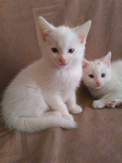 Turkish Angora Kitten - Puppy Dog Gallery