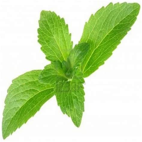 Stevia Leaf at best price in Coimbatore by Green Gift | ID: 21017975130