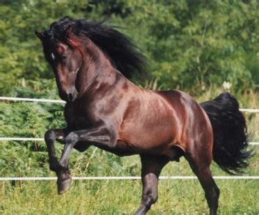 El caballo Andaluz - Roberto Garrudo