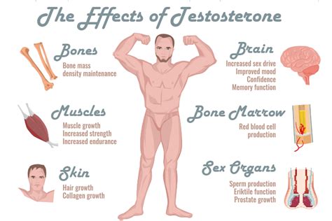 How Testosterone Levels Impact Your Body and Mind