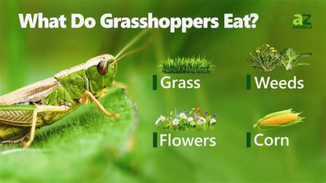 What Do Grasshoppers Eat? - A-Z Animals