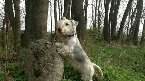 Cesky Terrier Dog Breed Information