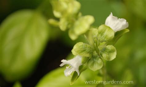 Favorite Edible Flowers from the Garden - Western Garden Centers