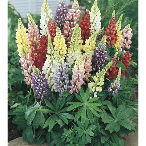 1.5-Gallon In Lupine (Lw01792) Nursery | Container flowers, Plants, Landscaping with rocks