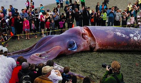 Aww In Cape Town, an extraordinary spectacle unfolds as a rare giant ...