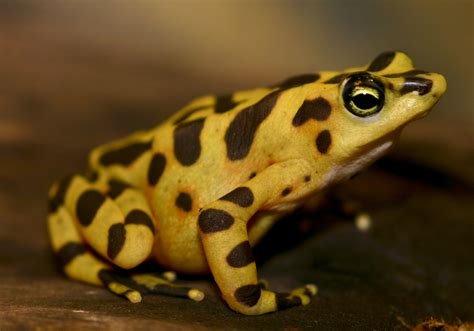 Panamanian golden frog | Amphibian Rescue and Conservation Project