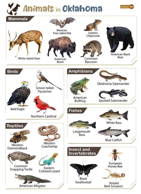 List of Animals That Live in Oklahoma (With Pictures)