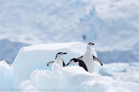 Cierva Cove, Antarctica | Photos by Ron Niebrugge