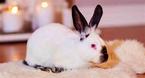 Californian Rabbit Breed - Your Guide To The California White Bunny