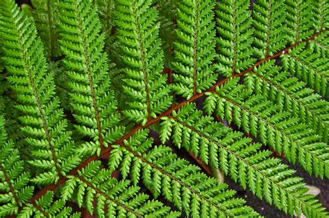 Native Fern of New Zealand. | It rained for the first time i… | Flickr