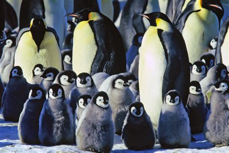What Do Emperor Penguins Eat Penguins Emperor Penguin Emperor