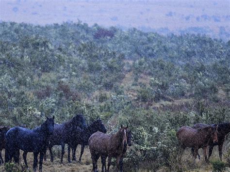 Wild brumbies in the Snowy Mountains | Gold Coast Bulletin