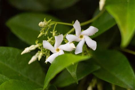 How to Grow and Care for Star Jasmine