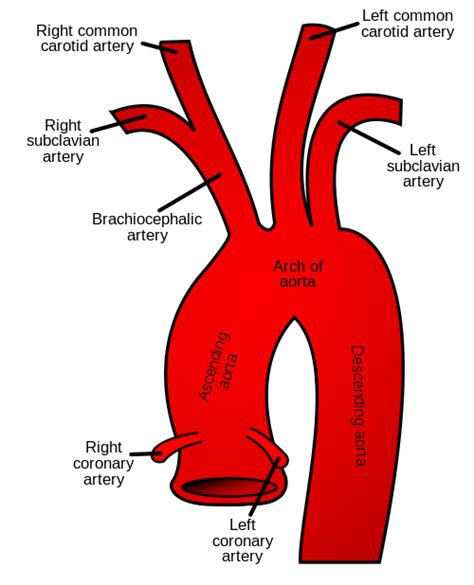 Ascending aorta - Wikipedia