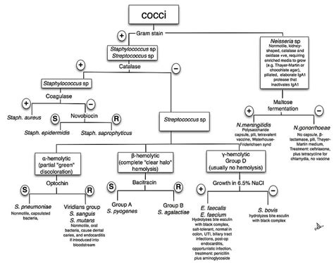 Top Unknown Gram Negative Bacteria Flow Chart HD wallpaper | Pxfuel