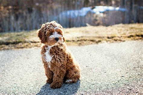 Cockapoo ♡♡ I want the exact same one and another w/ cream color. Oh and a black one too... 🙆 # ...