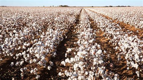 Cotton Farming, Cotton Farming Guide, Cotton Farming in India