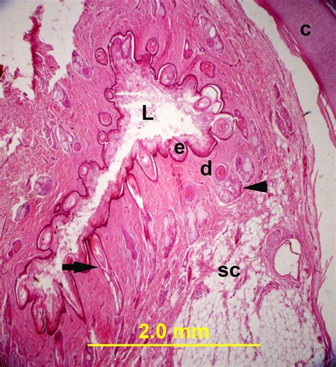 A Novel Understanding of Phocidae Hearing Adaptations Through a Study of Northern Elephant Seal ...